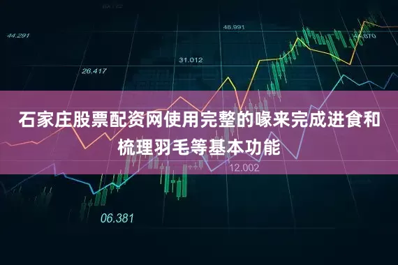 石家庄股票配资网使用完整的喙来完成进食和梳理羽毛等基本功能
